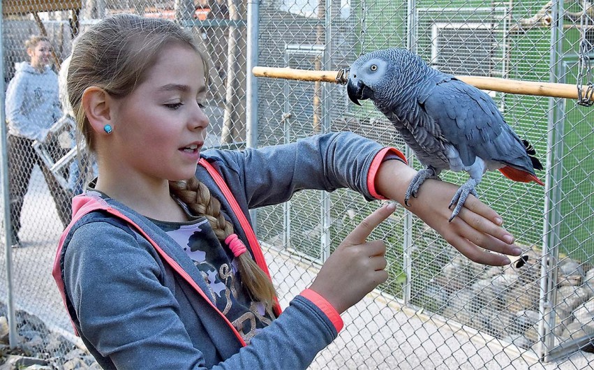 «Trotz seiner grossen Krallen ist Vulcanus ganz behutsam», so die neunjährige Minna.