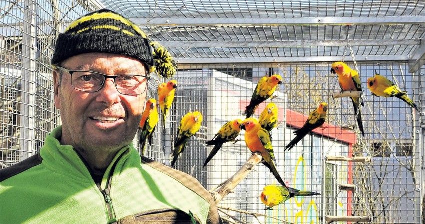 Rolf Lanz in der Voliere mit den Sonnensittichen. Hier gab es in diesen Tagen Nachwuchs.