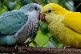 Vogelpark Ambigua - Saisoneröffnung & Jubiläum