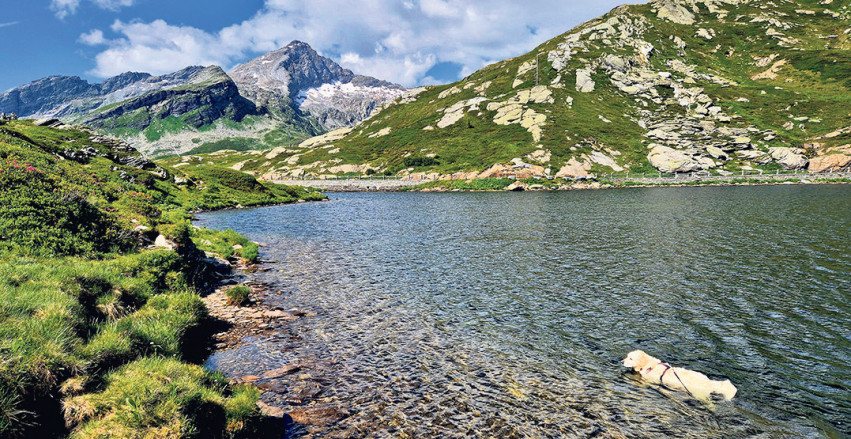 Ihr schönstes Sommerfoto in der NFZ 